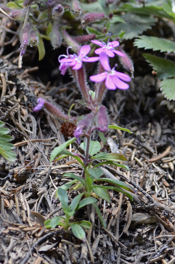 Saponaria ocymoides